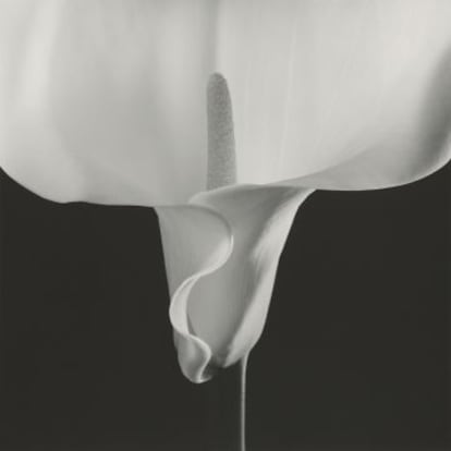 Calla Lily, 1988