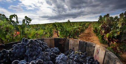 Vendimia en la Ruta del Vino de la Rioja Alta. Acevin