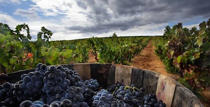 Vendimia en la Ruta del Vino de la Rioja Alta. Acevin 