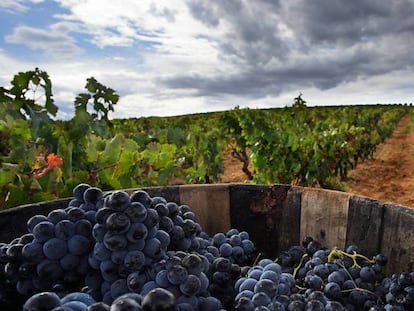 Vendimia en la Ruta del Vino de la Rioja Alta. Acevin 