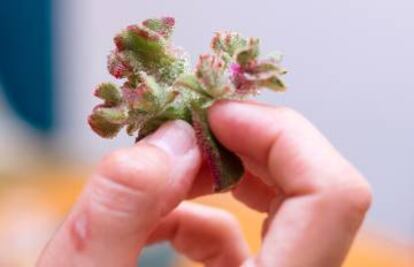 Ficoide glacial, una de las plantas que los chefs han incorporado.