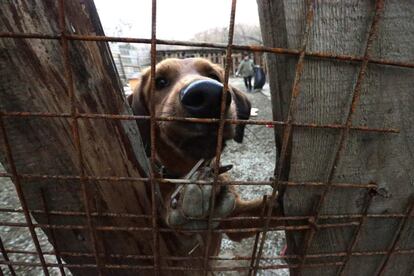 Un perro mira tras la alambrada de un refugio para perros callejeros en Sochi. Las autoridades y grupos privados han realizado una campaña de recogida de perros en la ciudad ante la celebración de los juegos Olímpicos de invierno.