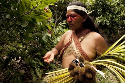 Cuando las mujeres van a recolectar chambira y cacao de sus chakras aprovechan la oportunidad para también llevar a sus casas matas de achiote y otros frutos. Omari Yeti explica que el achiote es muy importante dentro de su cultura puesto que permite que tanto hombres como mujeres pinten sus rostros de color rojo. Asimismo, explica cómo ciertos frutos que crecen en la selva sirven de medicina natural frente a algunas enfermedades. 