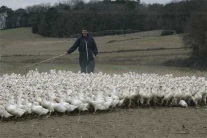 Un campesino agrupa a los patos para llevarlos a la vacunación en una granja de Las Landas (Francia).