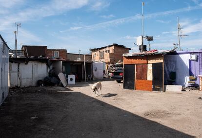 Un perro pasea en medio de las chabolas que hay en la parte trasera de la casa donde el clan de los Kikos tenía su punto de venta de drogas.