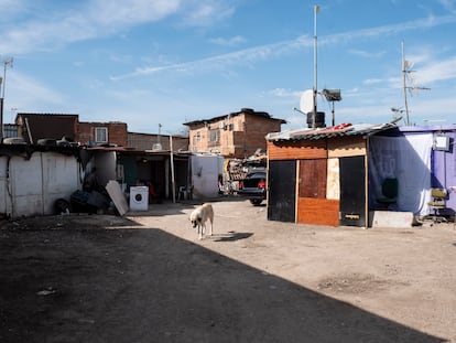 Un perro pasea en medio de las chabolas que hay en la parte trasera de la casa donde el clan de los Kikos tenía su punto de venta de drogas.