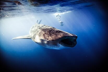 SHARKS. Face-to-Face with the Ocean's Endangered Predator