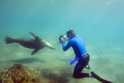 El baño con los juguetones leones marinos es uno de los mayores atractivos de una visita a las Galápagos. En estos encuentros el principio de no interferencia con los animales debe estar siempre presente, según recuerdan los guías turísticos.