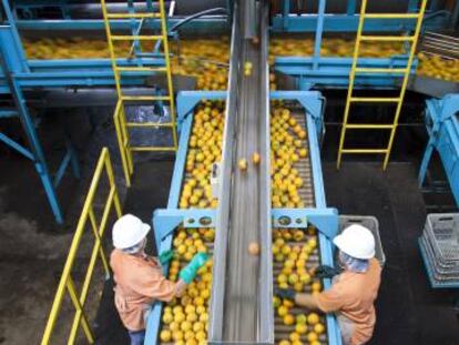 Cutrale, el frutero de Sudamérica