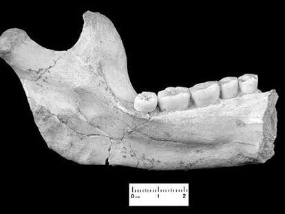 La mandíbula de 800.000 años hallada en Atapuerca.