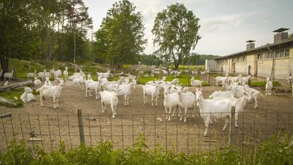 Cabras lecheras pastan en un recinto de la granja ecológica Brodowin.