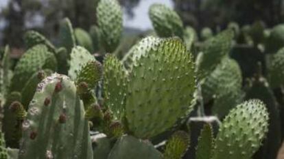 María Félix Nava lived off prickly pears for two years as a child, after she was orphaned.