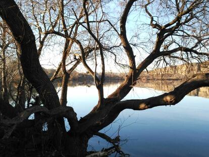 Laguna del Campillo, en el Parque Regional del Sureste (Rivas Vaciamadrid, Madrid).