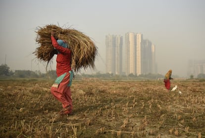 Dos agricultores recolectan la cosecha, en Greater Noida (India).