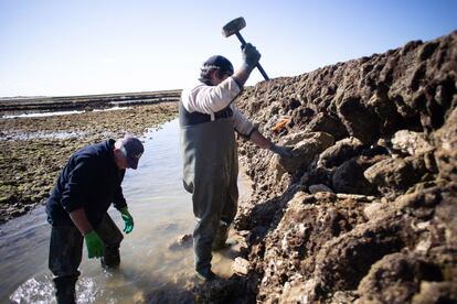 José Manuel González, catador del corral Mariño, y su compañero Antonio González reparan la construcción, a golpe de martillo y piedras insertadas a presión. Los corrales de pesca están constituidos por una pared principal de piedra ostionera y moluscos de variable altura y anchura. Cuanto más alejados están los muros de la orilla, su anchura crece un máximo de unos tres metros y unos dos metros y medio de altura.