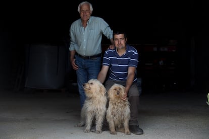 Javier Arroyo junto a su padre Marcelino y dos de los perros con los que pastorean.