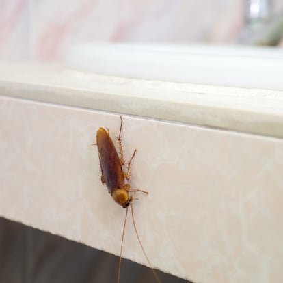 Cómo eliminar las cucarachas en casa de forma efectiva: ecogel es la solución