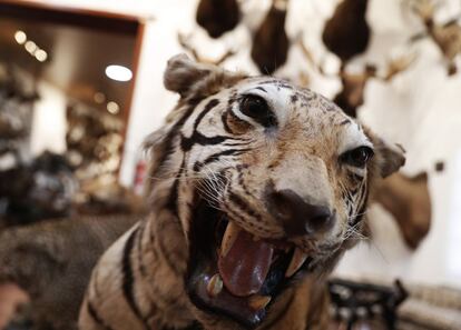 Durante 10 años, el empresario Marcial Gómez Sequeira utilizó sus aviones privados para recorrer todo el planeta en busca de animales para su colección. El cazador llama a estas expediciones "las cruzadas".