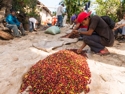 Un niño selecciona granos de café verdes de los maduros rojos para la exportación en un campo de El Salvador.