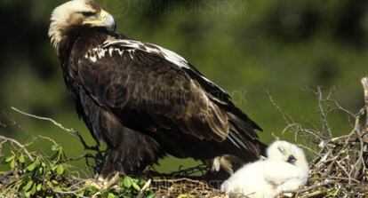 Un águila imperial y su cría en el Monte del Pardo (Madrid).