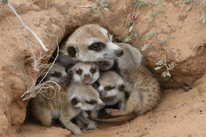 Una hembra suricata, con sus crías.