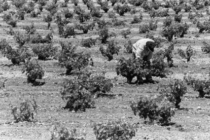 Campos de maíz y viñedos en Alcázar de San Juan (Ciudad Real).