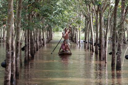 Dos granjeros navegan en una barca por su plantación de caucho inundada, en la provincia de Nakhon Si Thammarat (Tailandia).
