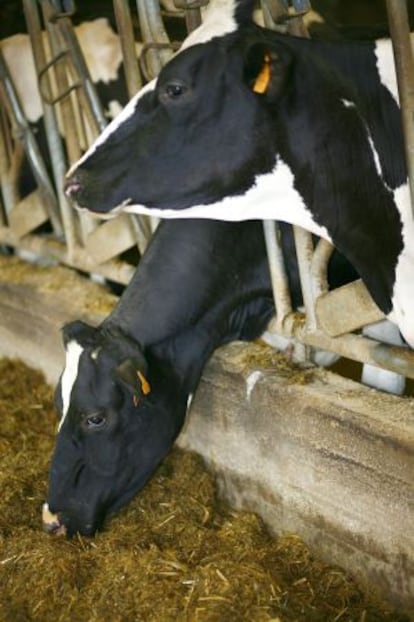 Vacas en una granja de Feiraco