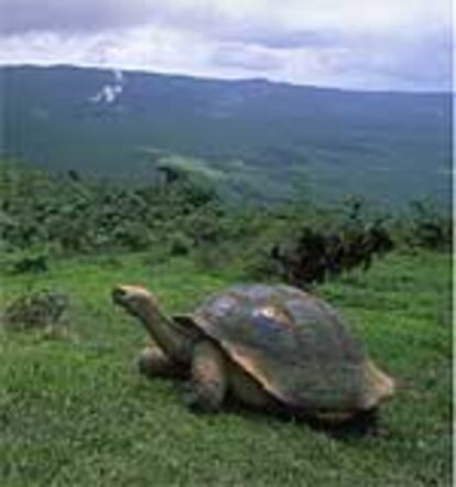 Una tortuga gigante en el borde del volcán Alcedo de la isla Isabela, en el archipiélago ecuatoriano de las Galápagos.