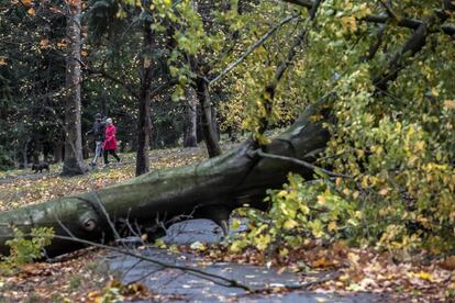Un árbol que se ha caído por el paso de la tormenta Herwart, Prague, República Checa, domingo 29 de octubre de 2017.