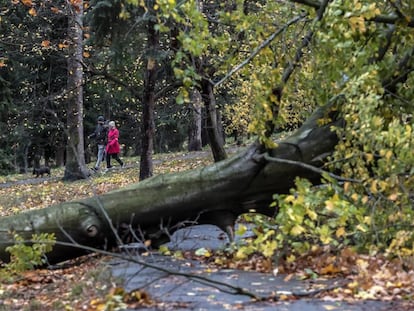 Un árbol que se ha caído por el paso de la tormenta Herwart, Prague, República Checa, domingo 29 de octubre de 2017.