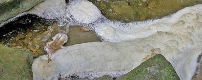 Restos de purines en el torrente de las Paganes, en Esquirol Santa Maria de Corc&oacute;. 