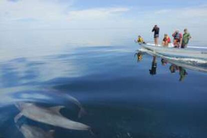 Turistas contemplando delfines en la península de Baja California (México).