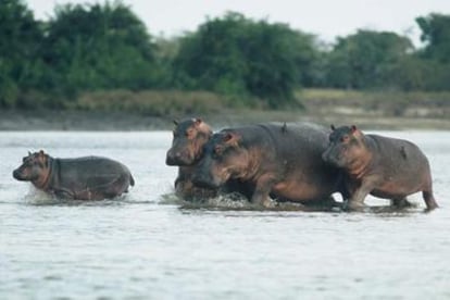 Manada de hipopótamos comunes en el áfrica subsahariana.