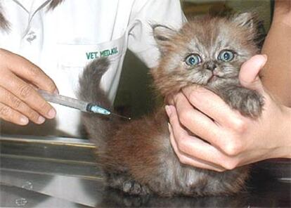 Un veterinario de la Universidad de Kasetsart examina a un gato.