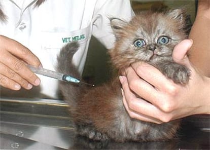 Un veterinario de la Universidad de Kasetsart examina a un gato.