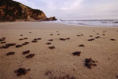 Crías de tortuga recién nacidas en la playa de Mazunte, en Oaxaca (México).