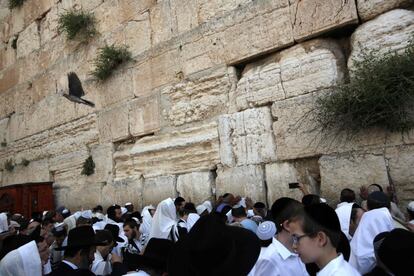 Judíos ultraortodoxos rezan durante la celebración de la pascua judía o 'Pésaj', delante del muro oeste, el lugar judío más sagrado, en Jerusalén, Israel.