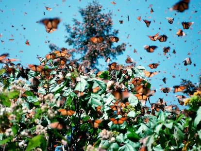 Bosques cubiertos de mariposas.