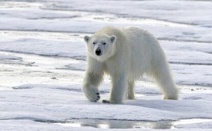 Las emisiones de gas de efecto invernadero se han duplicado desde 1980 y han provocado el aumento global de la temperatura en al menos 0,7 grados centígrados. Los osos polares se han visto gravemente afectados por el deshielo del Ártico.