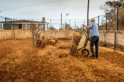 Antonio, un vecino de la zona de El Rosario, consiguió llevar a sus ovejas a una zona segura, ya que se encontraban en una finca próxima al incendio, en una imagen del jueves.