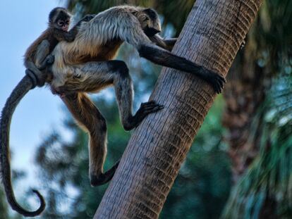 A Geoffroy's Spider Monkey.