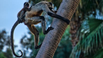 A Geoffroy's Spider Monkey.