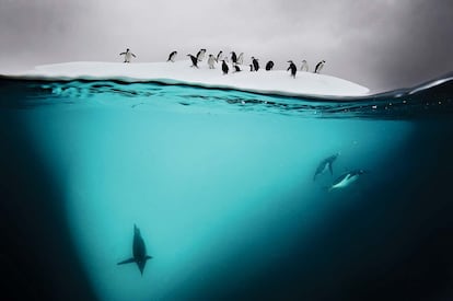 Para Doubilet, los icebergs son una metáfora perfecta del mar, pues solo vemos un pequeño porcentaje de ellos. Esta imagen fue tomada en la isla de Danko, en la Antártida, en 2011.