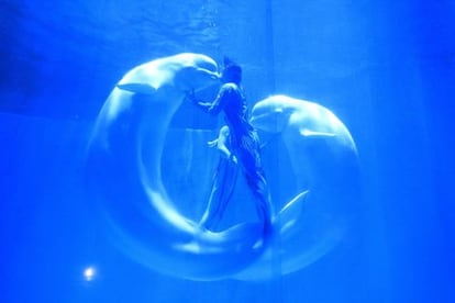 En la imagen, unas ballenas belugas besan a sus entrenadores durante una actuación en el acuario en Harbin (China).