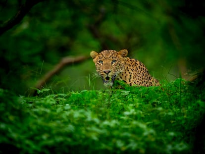 Vista de un leopardo durante un safari en un parque nacional del centro de la India.