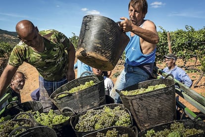 Harvesting the grapes at Raúl Pérez winery in El Bierzo.