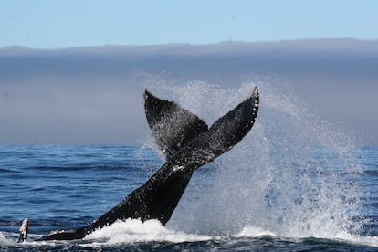 La ballena jorobada, una de las especies que se está recuperando. 