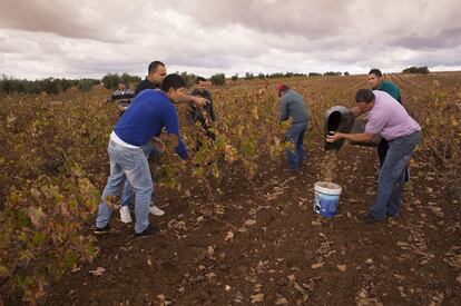 Un grupo de rebuscadores, a principios de noviembre, recoge "escoria" de la uva en una finca de Almendralejo para mostrar a EL PAÍS cómo se están pudriendo los frutos que no pudieron recolectar. Estos jornaleros acopian los pequeños racimos, con apenas una decena de frutos, que desechan los propietarios