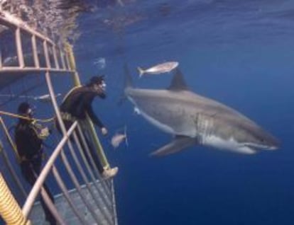 Inmersión con tiburones en Gansbaai, Suráfrica.